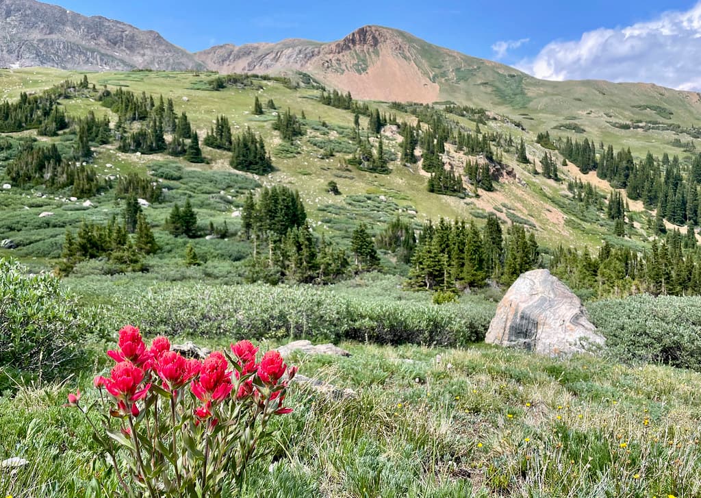 Wildflowers on the Descent